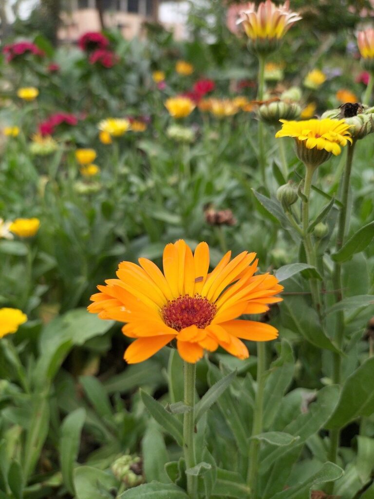 holistic medicine gut health yellow flowers