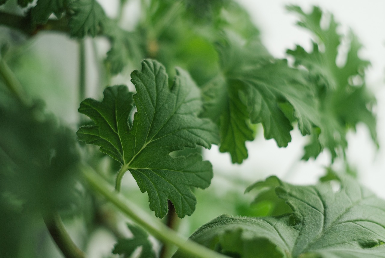 Functional Medicine Services – RX2Wellness autoimmune herbs holistic pharmacy